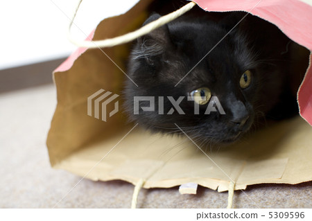 Black cat Black cat 5309596