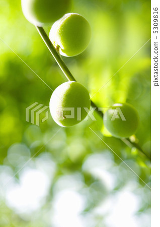 Plum fruit 5309816