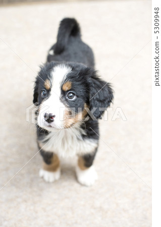 A puppy A puppy 5309948