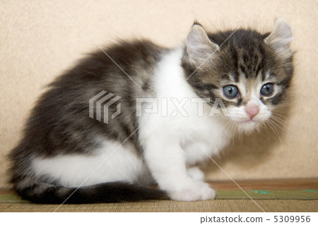 A kitten A kitten 5309956