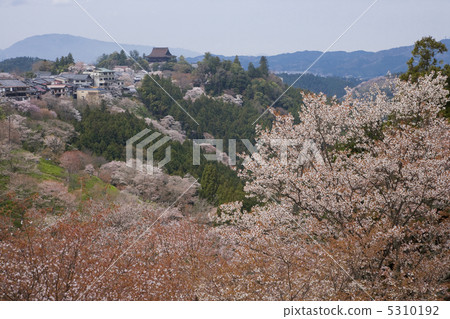 Sakura 5310192