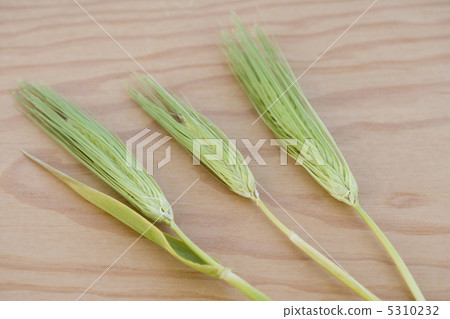 小麥 小麥 5310232