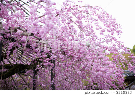Sakura Sakura 5310583