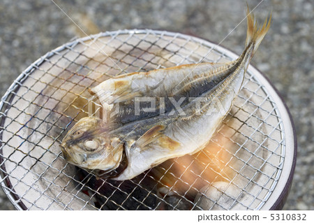 竹莢魚 5310832