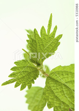 leaf leaf 5310966