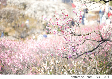 Plum blossom  5311001