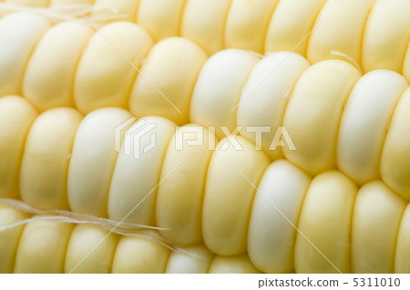玉米 玉米 5311010