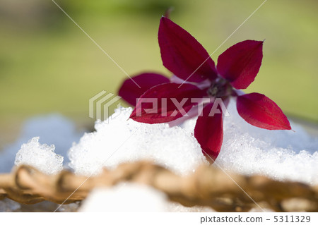 Tessen Tessen 5311329