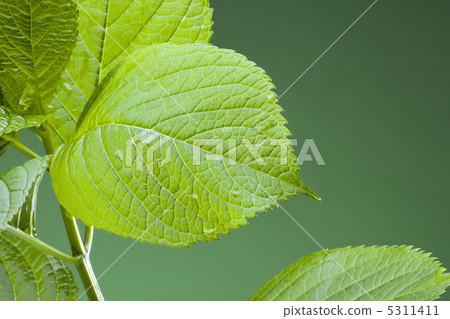 葉子 5311411