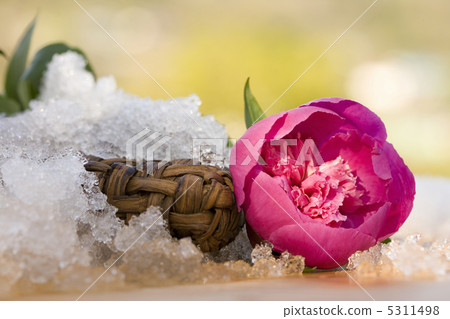 Peony root 5311498