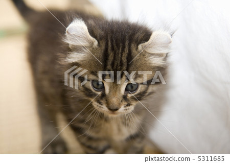 一隻小貓 5311685