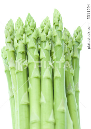 蘆筍 蘆筍 5311994