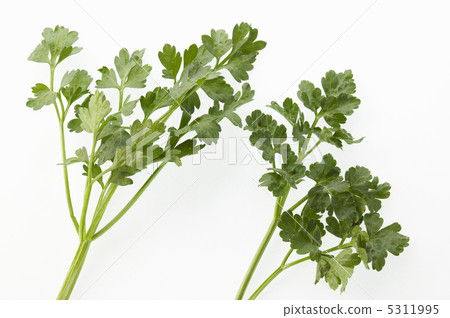 意大利語Persea 意大利語Persea 5311995