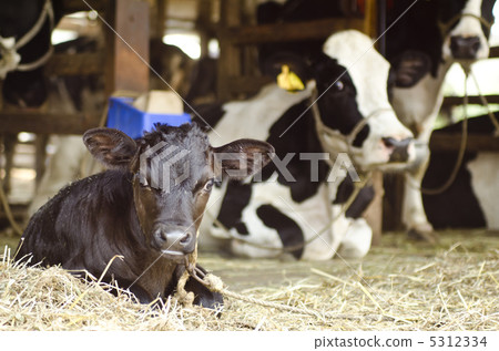 Domestic beef 5312334