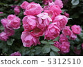 Tsuru Rose Angela 5312510