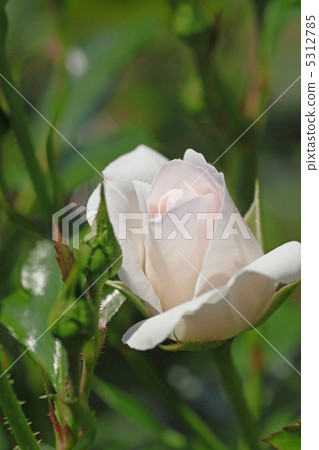 Rose Rose 5312785