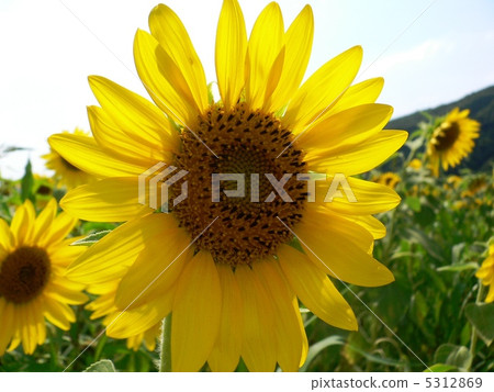 sunflower	 5312869