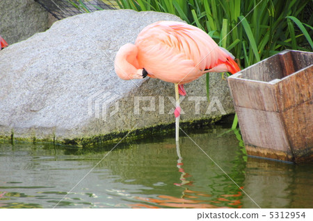 Flamingo  5312954