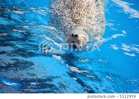 印章 印章 5312959