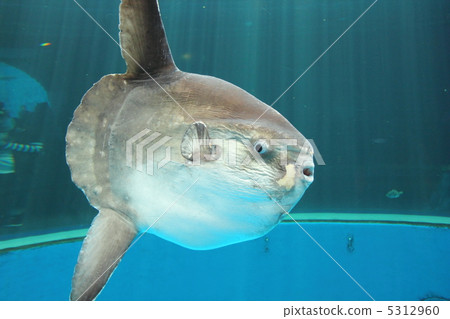 翻車魚 翻車魚 5312960