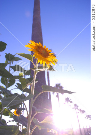 Sunflower and palm tree Sunflower and palm tree 5312973