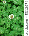 Ladybugs and Clover 5312974