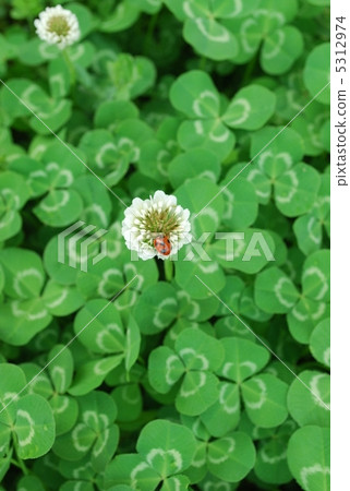 Ladybugs and Clover Ladybugs and Clover 5312974