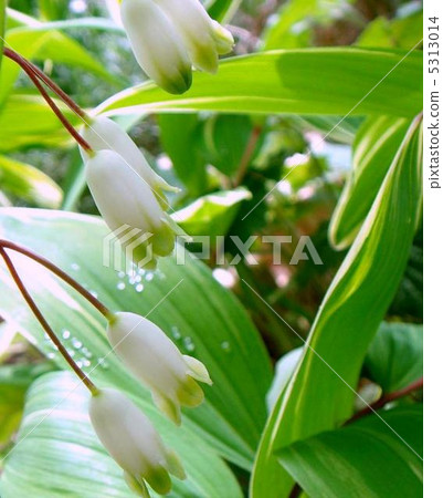 Amadocoro (variegated leaf) 5313014