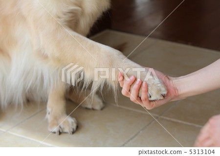 Hand of Golden Retriever instead 5313104