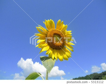 Sunflower (sunflower) flower language: passion Sunflower 5313112