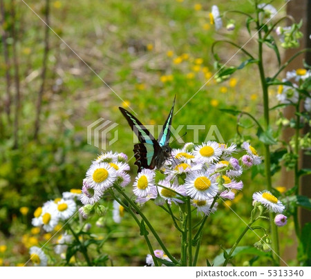 Aosujijeha擁有Haldion之花的蜂蜜 5313340