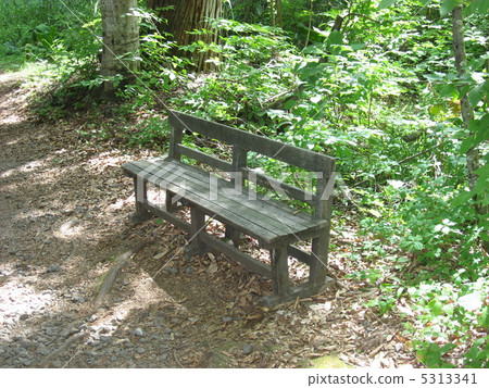 在光束葉子的長凳 5313341