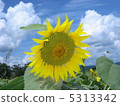 向日葵 5313342