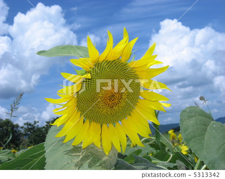 向日葵 5313342