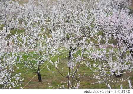 信州桃金孃的杏花 5313388