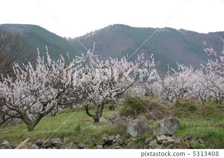 Shinshu Myrtle's apricot flower 5313408