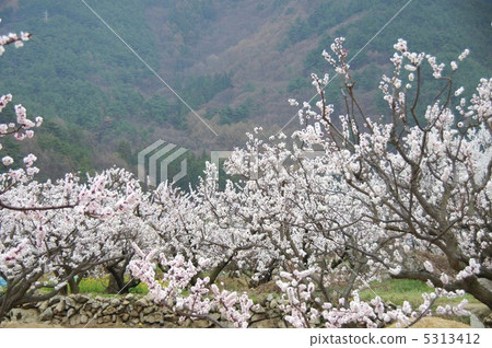 信州桃金孃的杏花 5313412