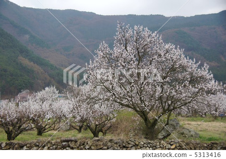 信州桃金孃的杏花 5313416