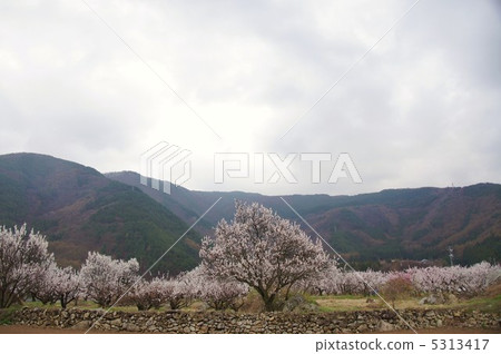 信州桃金孃的杏花 5313417