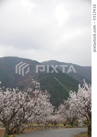 信州桃金孃的杏花 5313418