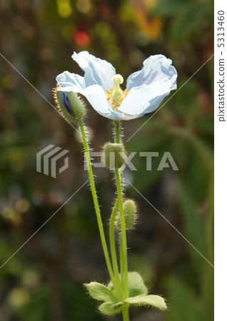 喜馬拉雅山的罌粟 5313460