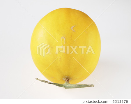 黃色金絲雀瓜 黃色金絲雀瓜 5313576