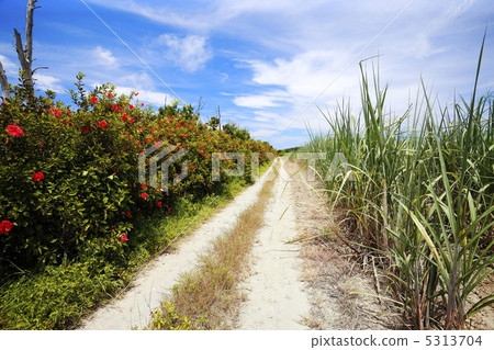 Sugar Cane field and straight road of Hateruma Island, Okinawa Sugar Cane field and straight road of Hateruma Island, Okinawa 5313704