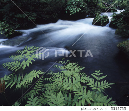 Oirase stream of fresh green Oirase stream of fresh green 5313735