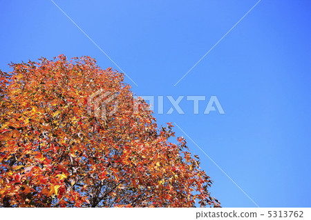 Autumn image Autumn leaves of maple 5313762