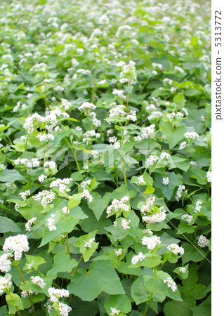 Buckwheat flowers in a buckwheat field in Hokkaido Buckwheat flowers in a buckwheat field in Hokkaido 5313772