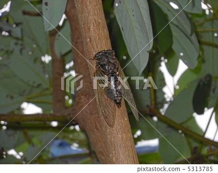 蟬 5313785