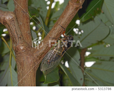 Kumazumi（側身） 5313786