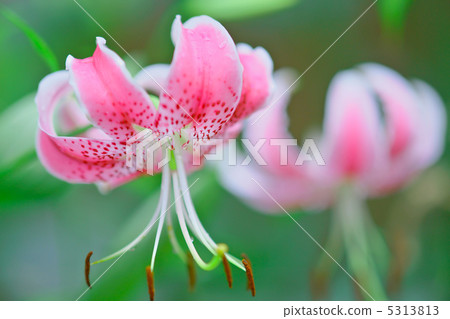 Yuriko Kanoko · Pink 5313813