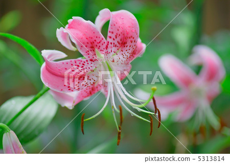 Yuriko Kanoko · Pink Yuriko Kanoko · Pink 5313814